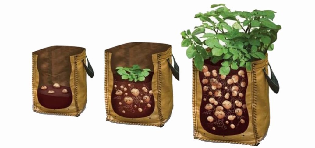 Growing potatoes in bags image