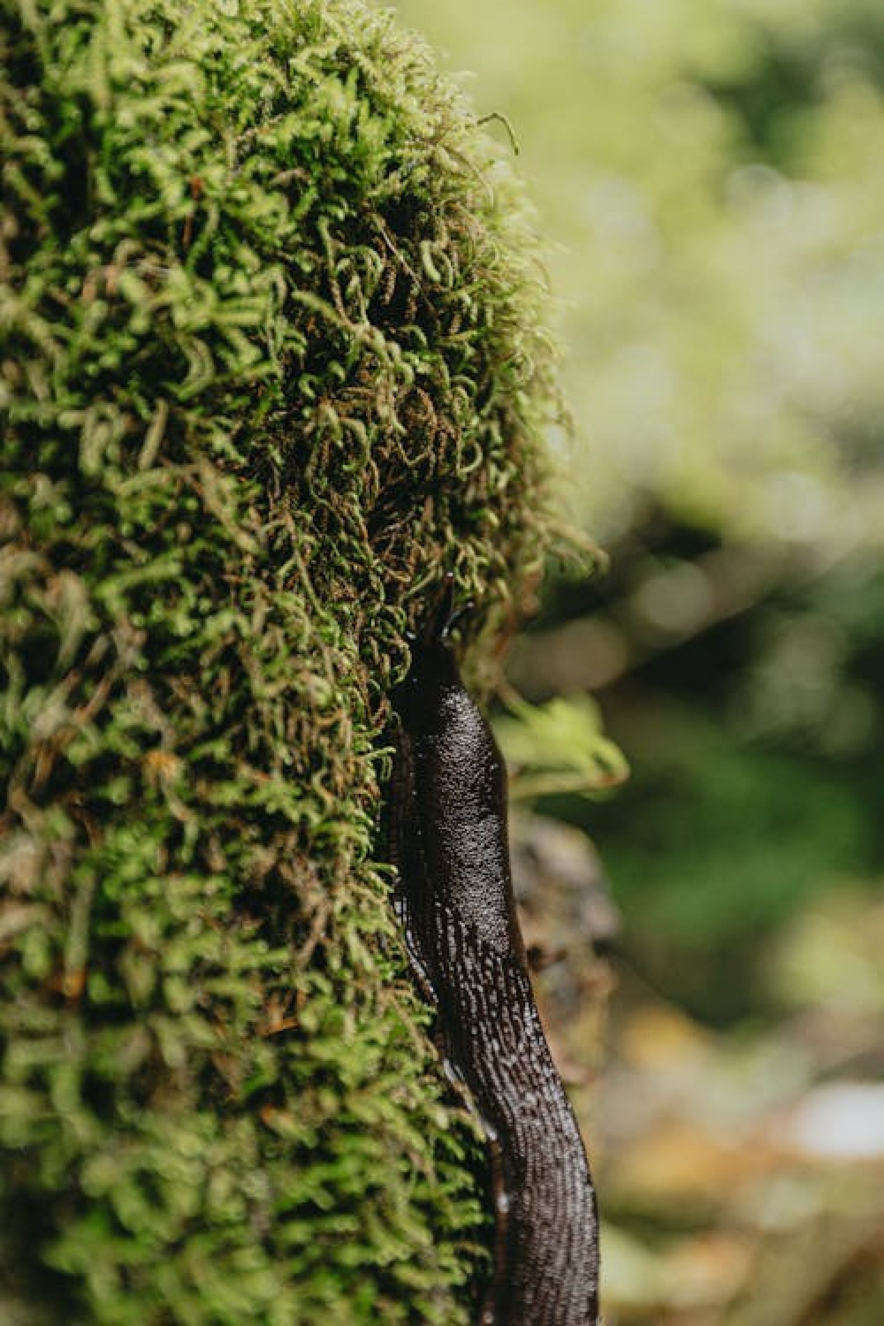 Black slug -  both friend and foe. Eats carrion, fungi, faeces, algae and rotting vegetation but will also feast on healthy plants. 