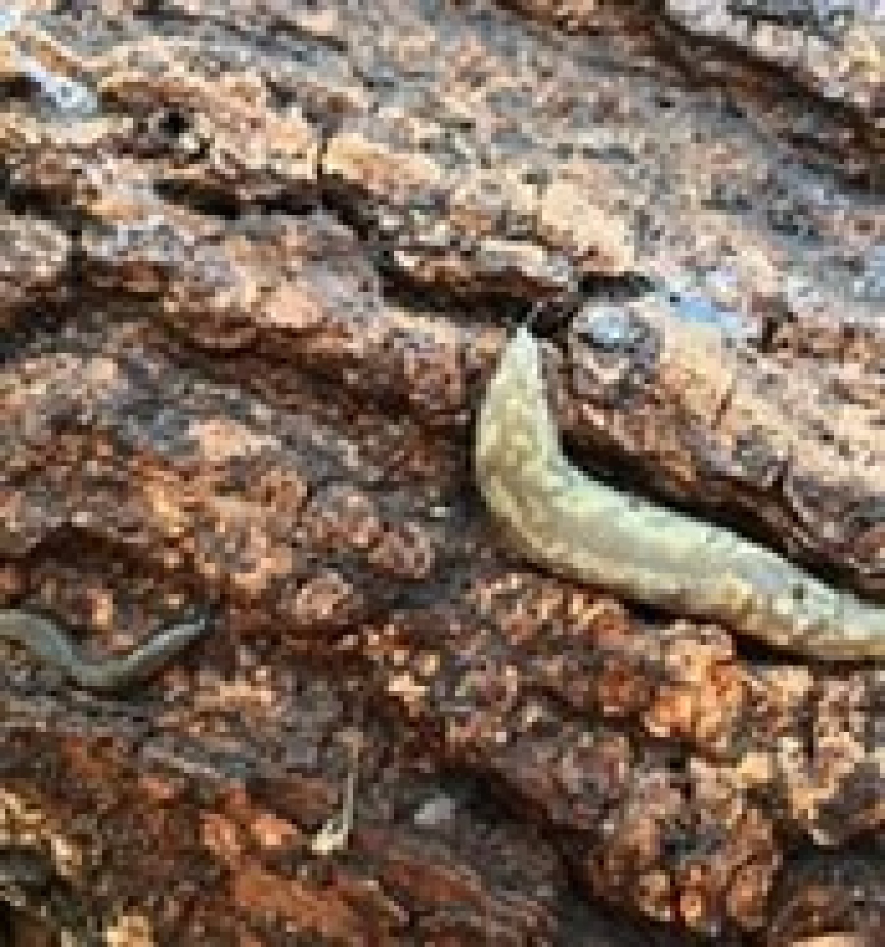 Green Cellar Slug.  Friend.  Not a known pest of live plants; it will regularly eat mould and algae and is often found within compost heaps.